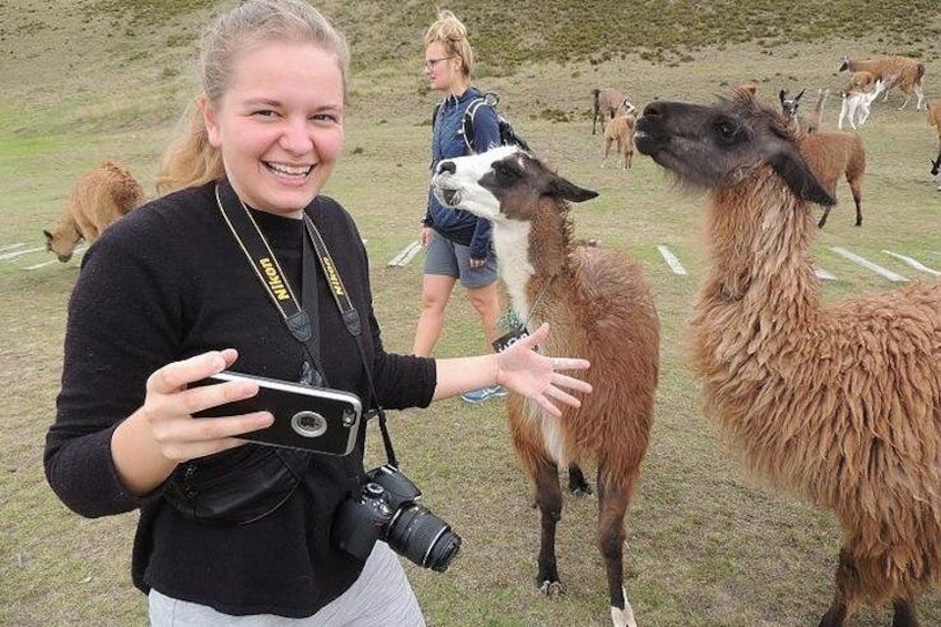 Iemand met een camera die met llamas in een grasveld in contact staat. 1