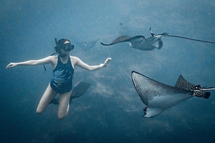 Eagle Ray tour Rarotonga Cook Islands 1