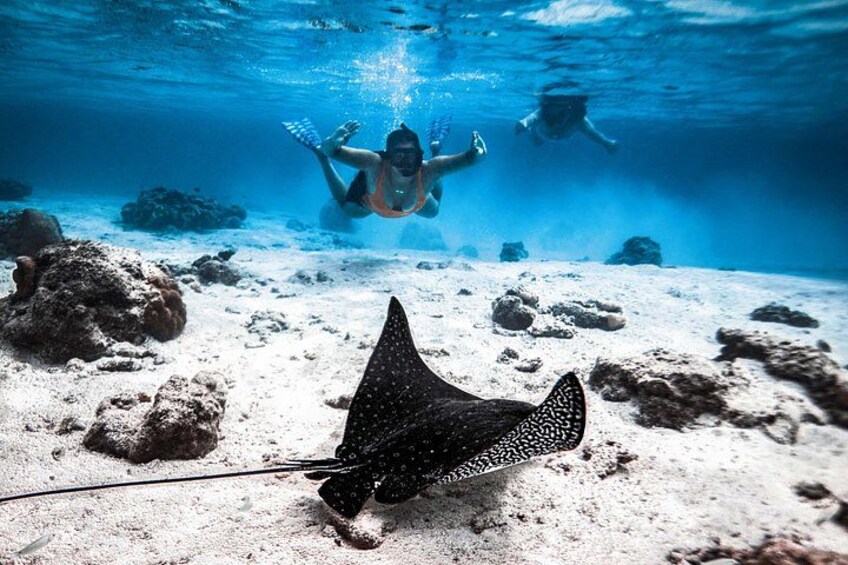 Un subacqueo sott'acqua con una manta marina sul fondo dell'oceano. 1