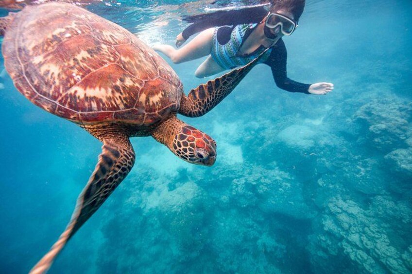 The ultimate Cook Islands turtle and ray tour with world class photos to go home with 5