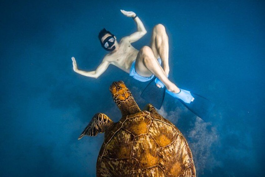 Una persona fa immersioni subacquee con una tartaruga marina. 2