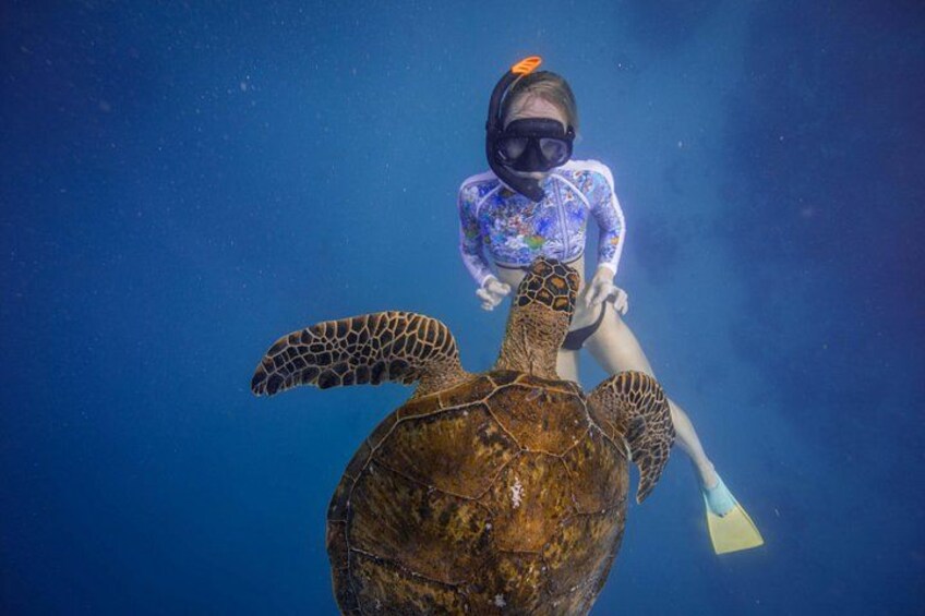 Cook Islands Turtle and Ray Tour 2