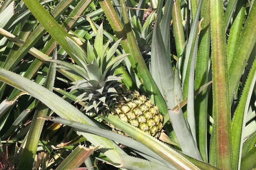 Pineapple 4