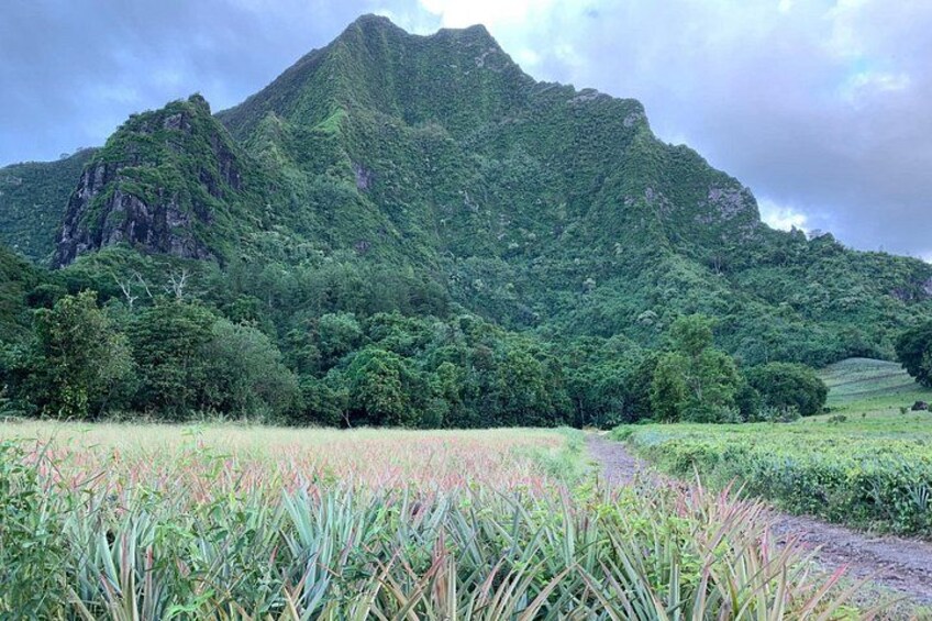 Un paisaje montañoso con abundante vegetación y un campo de hierba alta al frente. 2