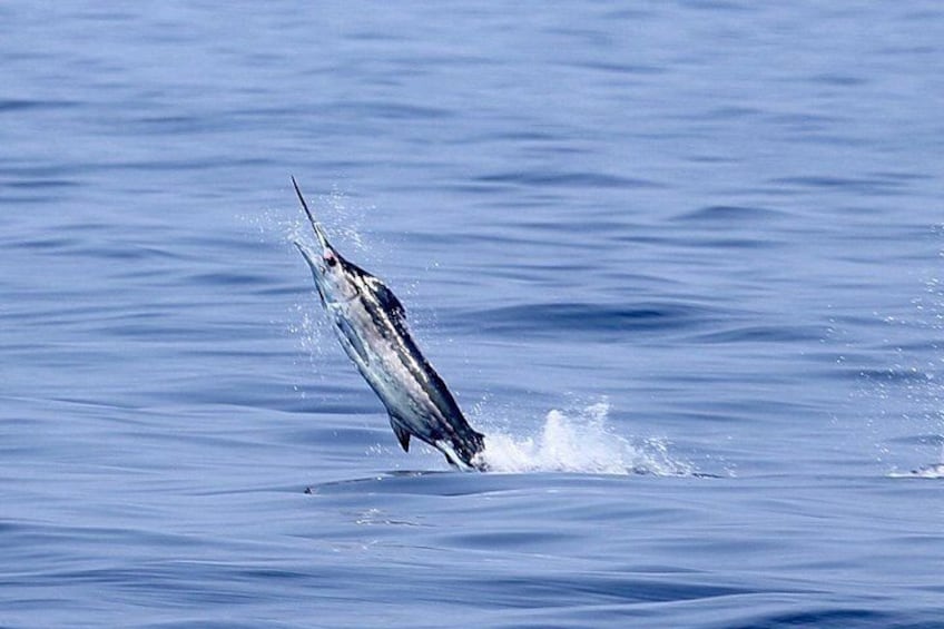 Un poisson qui saute hors de l’eau. 1