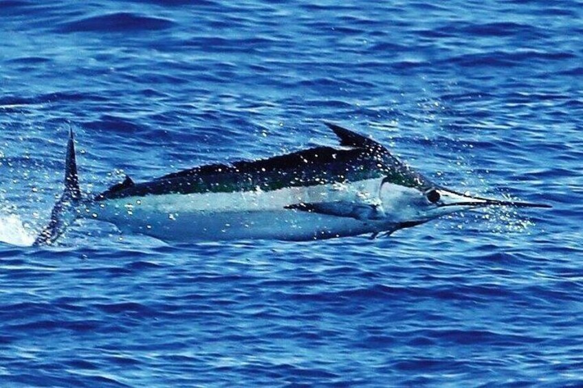 Un dauphin nageant dans l’océan. 5