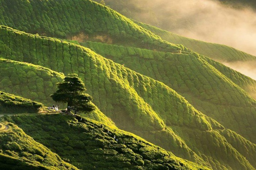 A lush green tea plantation with terraced hills and a solitary tree. 2