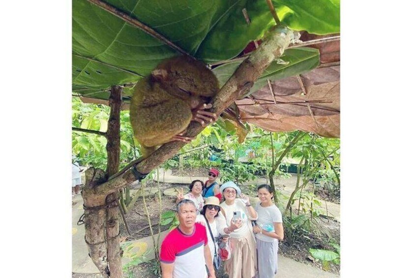 Exclusive Bohol,Philippines Chocolate Hills-Tarsier Tour 4
