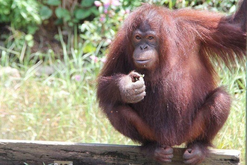 An orangutan sitting on a wooden log, surrounded by greenery. 4