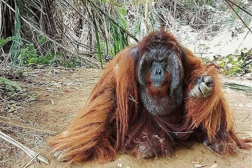 An orangutan sitting on the ground with reddish-brown fur, surrounded by dry grass and foliage. 5