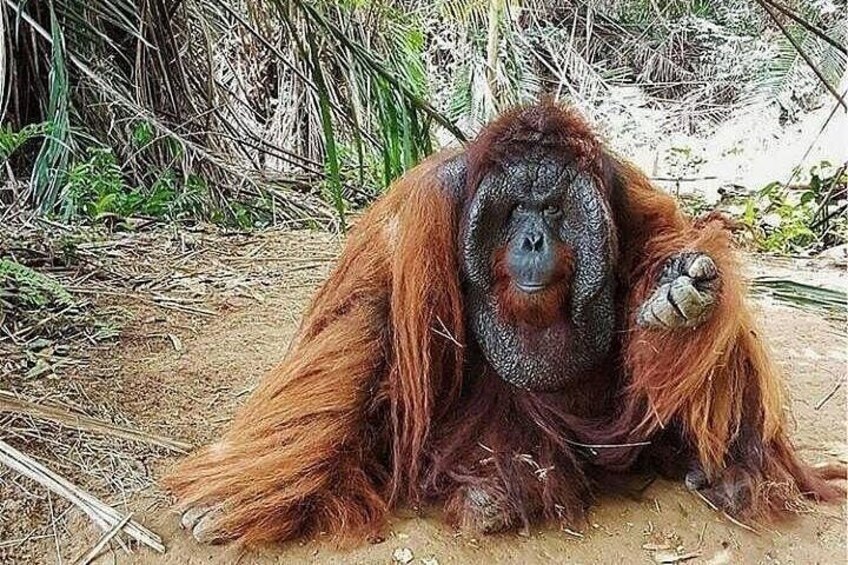 An orangutan sitting on the ground surrounded by dry grass and foliage. 5