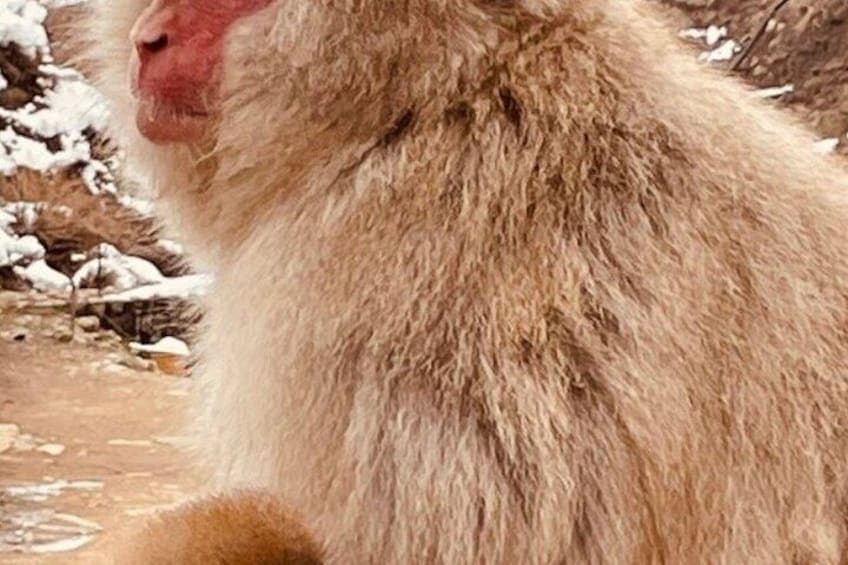 Snow Monkey Zenko Ji Temple Private Day Tour by Car From Tokyo 3