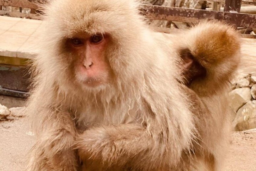 Snow Monkey Zenko Ji Temple Private Day Tour by Car From Tokyo 5