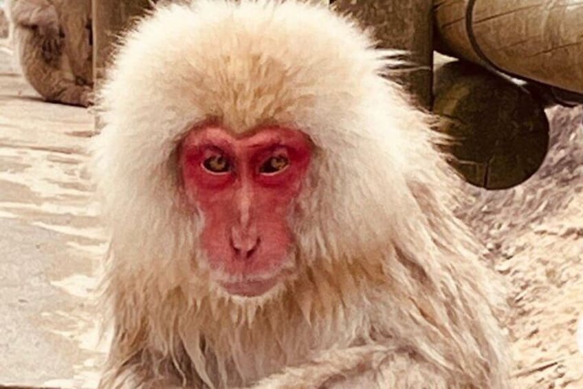 Snow Monkey Zenko Ji Temple Private Day Tour by Car From Tokyo 4