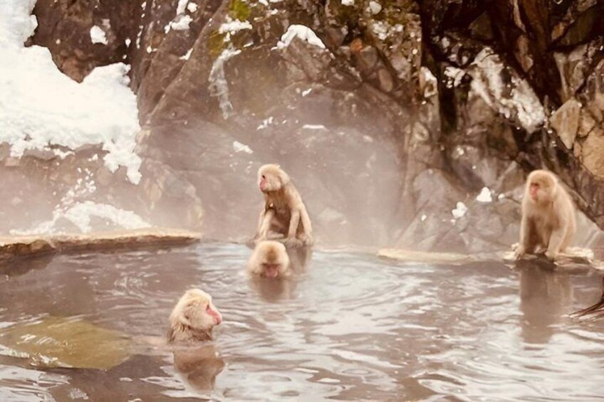 Snow Monkey Zenko Ji Temple Private Day Tour by Car From Tokyo 2