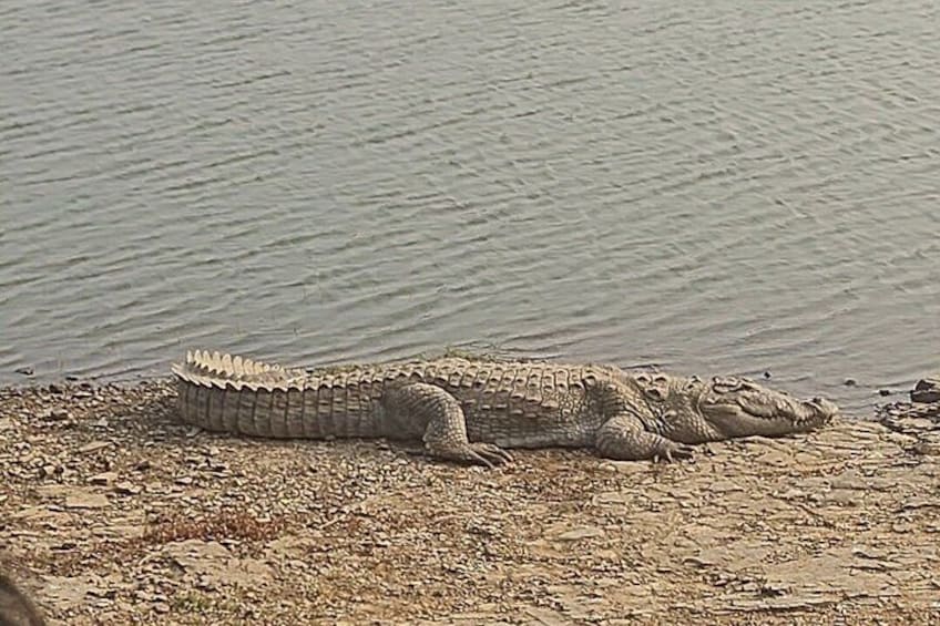Private Full Day Trip to Ranthambore 2