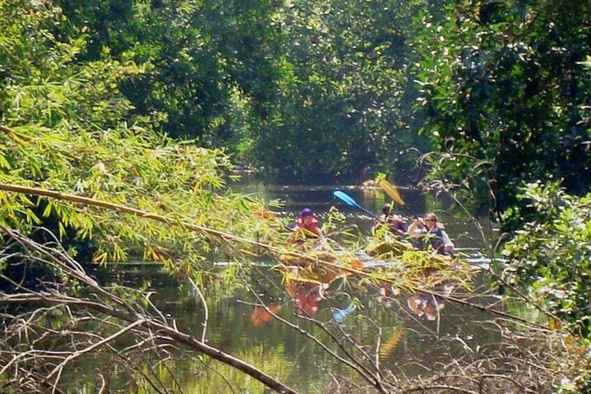 Goa Kayaking Sal Backwaters Mangroves Magic! 4