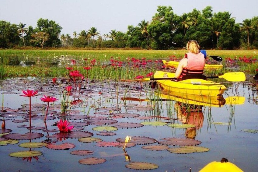 In the lotus ponds of our gods and Ancestors! 2