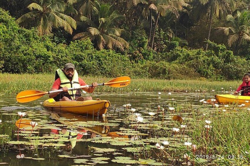 Goa Kayaking Sal Backwaters Mangroves Magic! 1