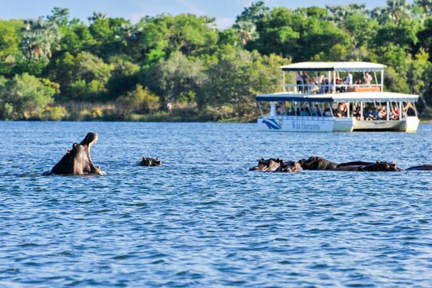 Hipopotamos en el agua con un bote al fondo. 2