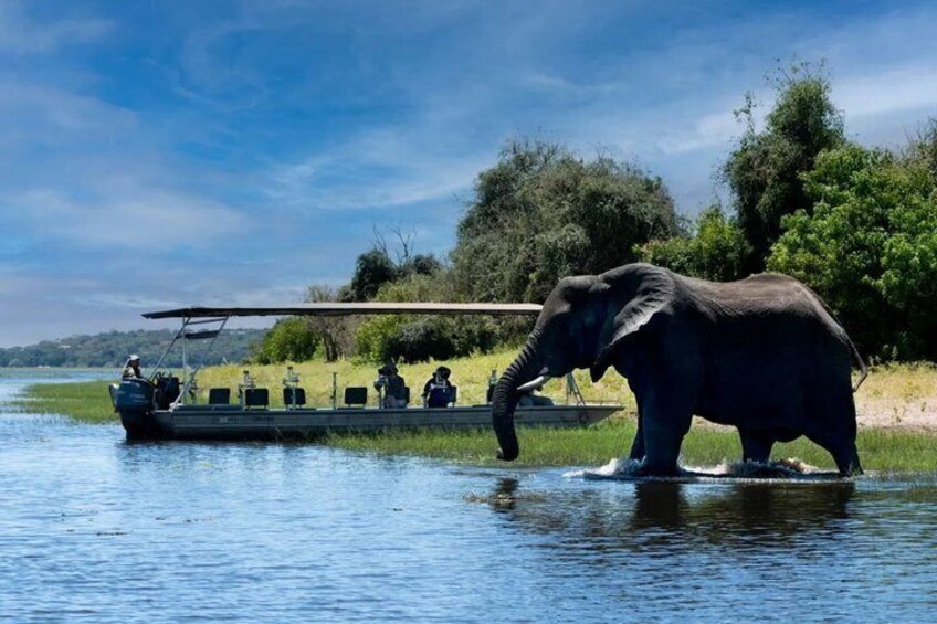 Un éléphant marchant dans l’eau près d’un bateau où se trouvent des personnes. 5