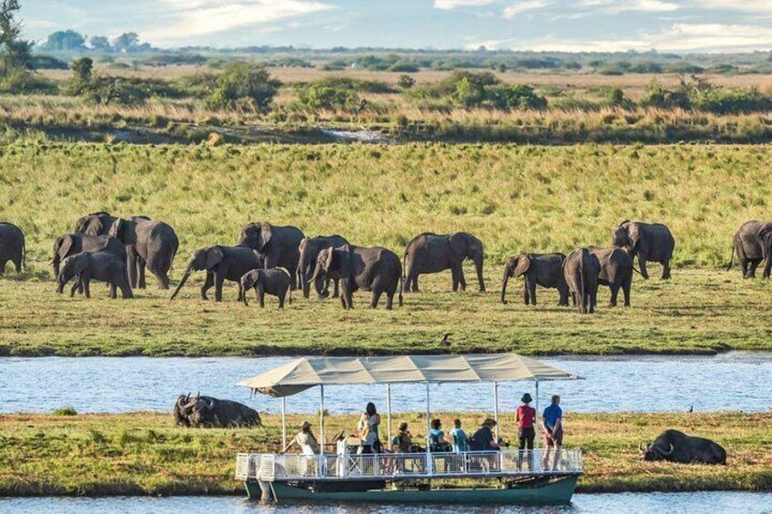 Un groupe d’éléphants se trouve dans un champ herbeux, près d’une étendue d’eau, et un bateau transporte des personnes qui les observent. 4