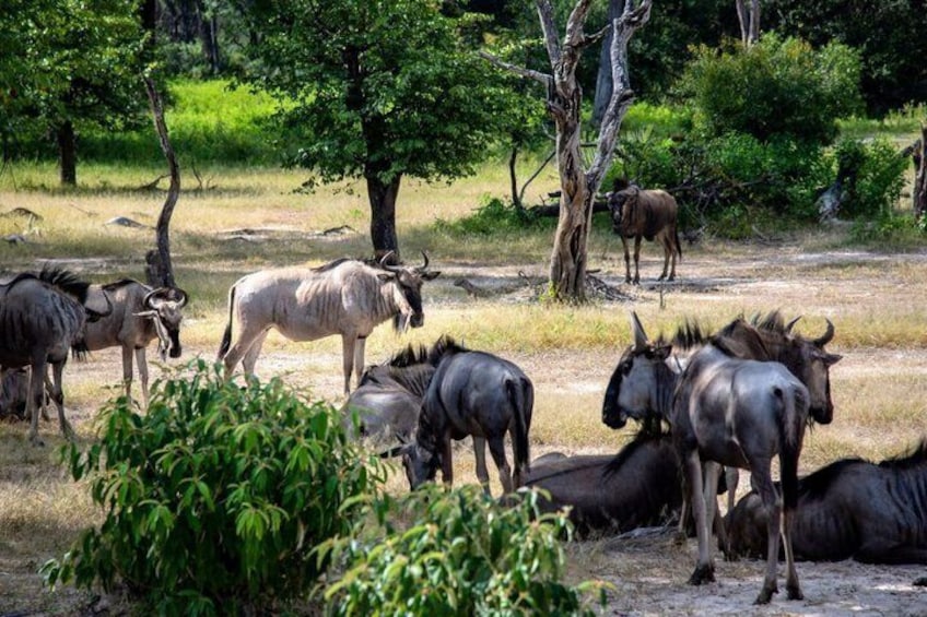 Un groupe de gnous paissant dans une savane aride parsemée d’arbres. 3