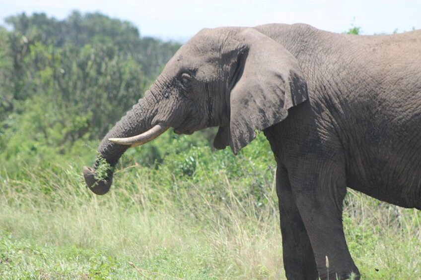 An elephant with tusks eating grass in a grassy field with trees in the background. 4