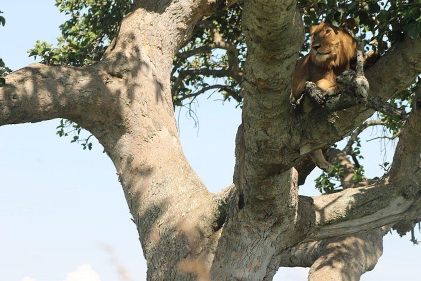 A lion resting on a tree branch. 1