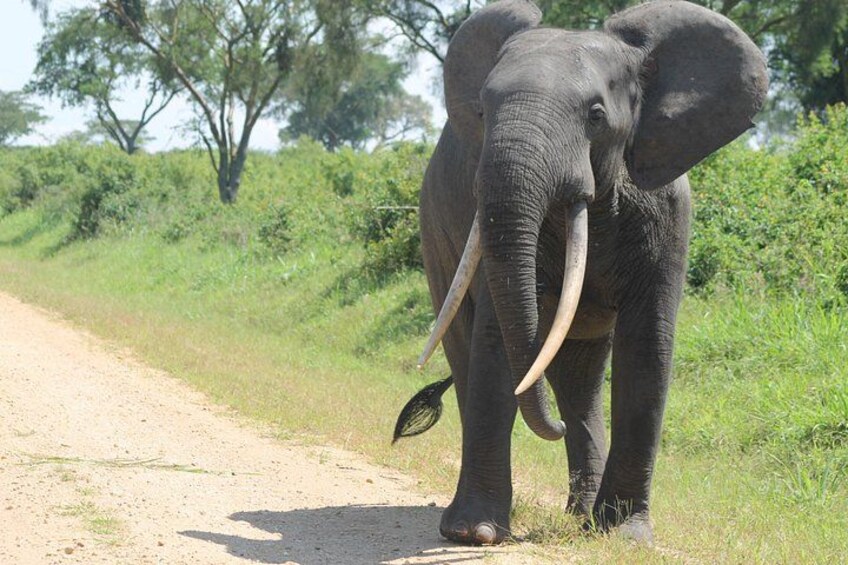 An elephant walking on a dirt road surrounded by greenery. 2