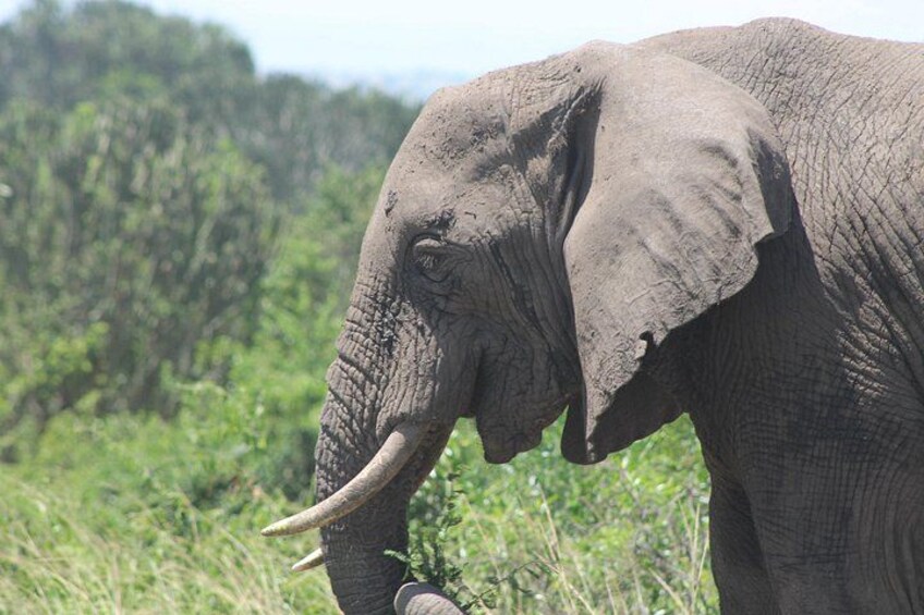 An elephant in a grassy field with trees in the background. 5