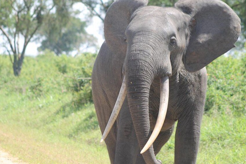 An elephant with tusks walking on a dirt path. 3
