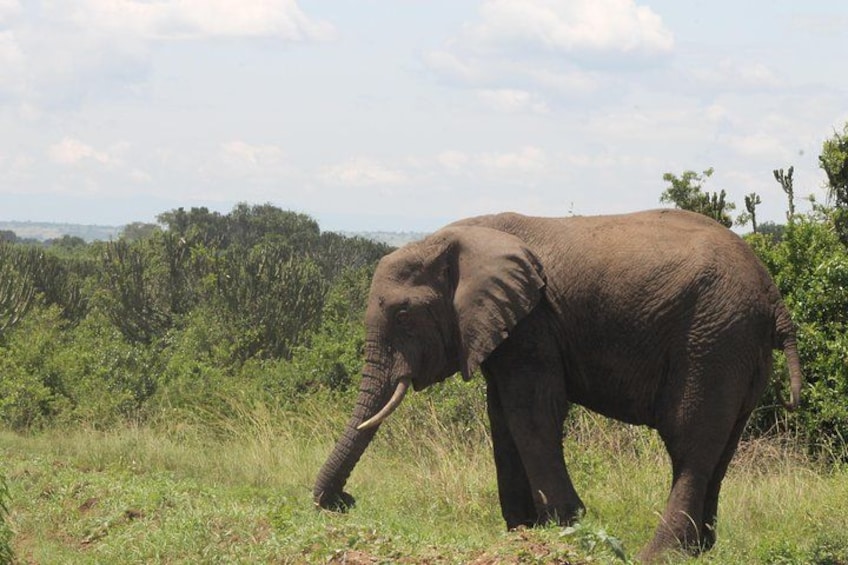 An elephant in a grassy field with trees in the background. 2