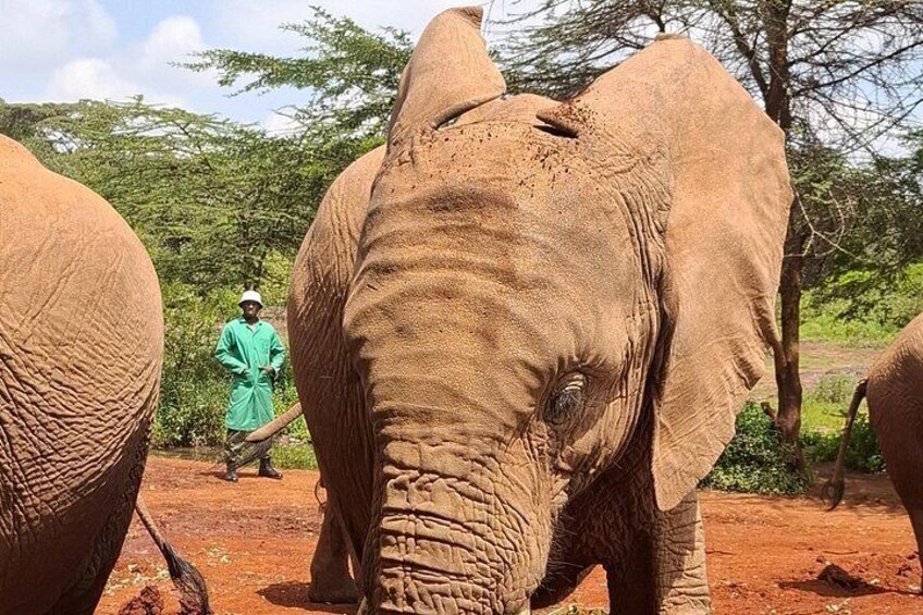 An elephant with a person in green standing in a natural setting with trees and a dirt path. 2