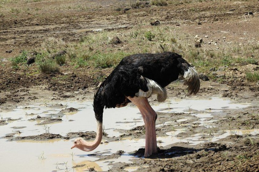 An ostrich standing in a muddy area with puddles. 2