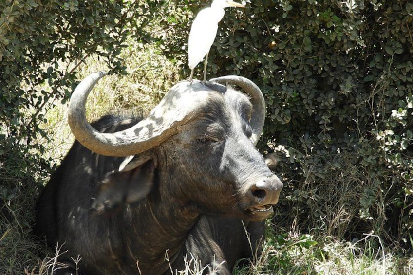 A large buffalo with prominent horns resting in a grassy area with dense foliage in the background. 4