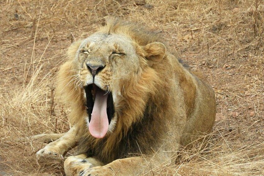 A lion lying down with its mouth open, surrounded by dry grass. 3
