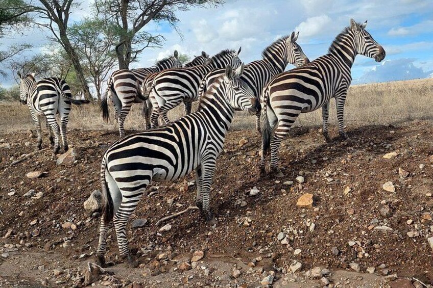 Zebras standing on rocky terrain with sparse vegetation and trees in the background. 4