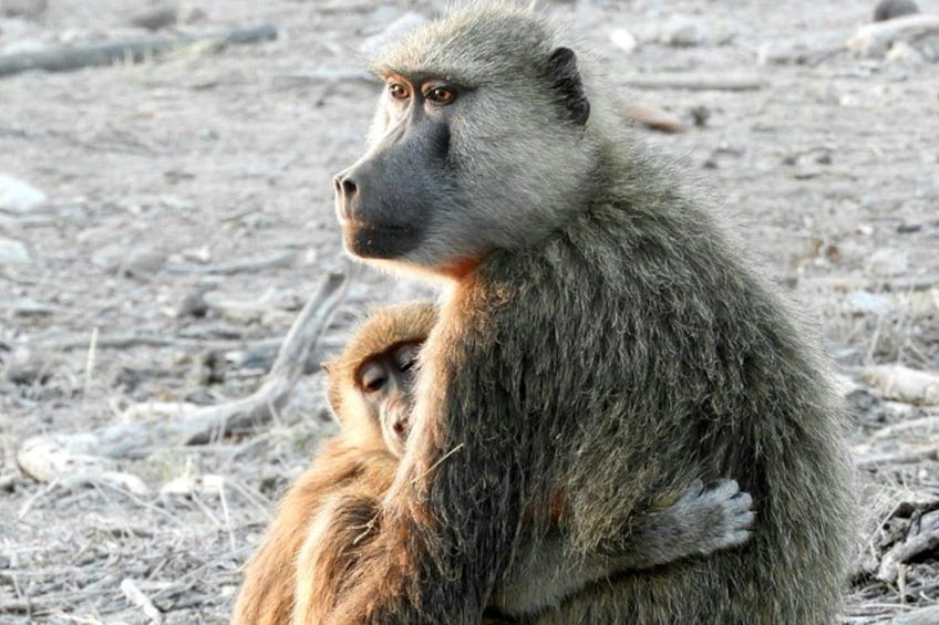A monkey with a baby, both sitting on a dry, rocky ground. 5