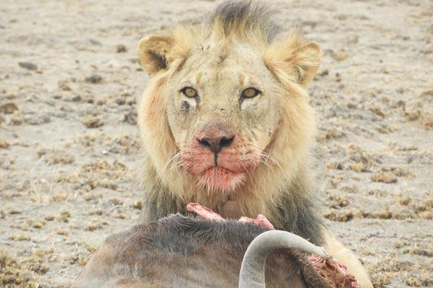 Private Adventure: Nairobi park, Elephants & Giraffe centre 2