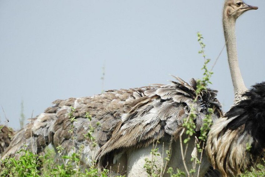 An ostrich in a natural setting with vegetation. 3