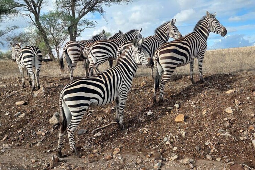 Zebras standing on rocky terrain with sparse trees in the background. 5