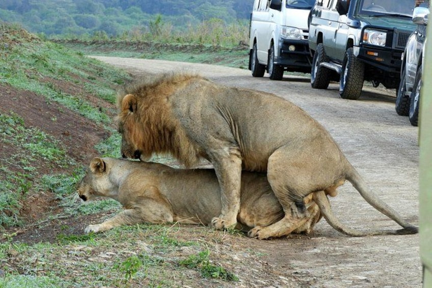 A lioness and a lion on a dirt road with vehicles in the background. 4