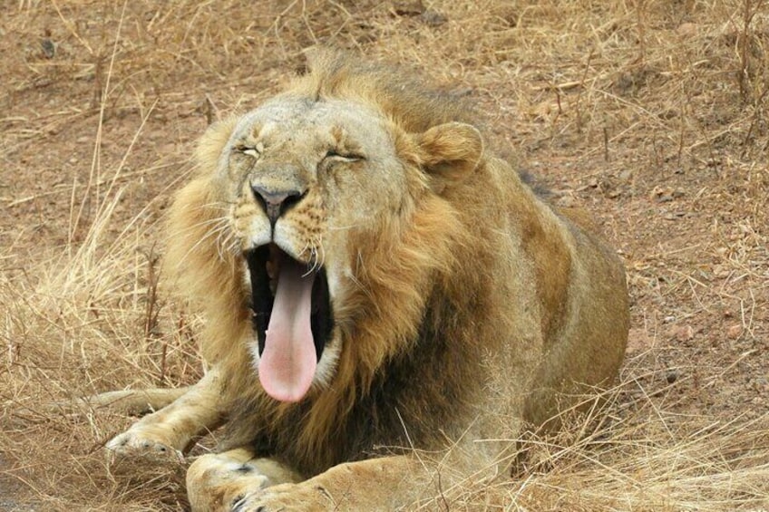 A lion lying on dry grass with its mouth wide open. 4