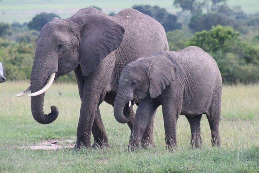 Masai mara game reserve 1