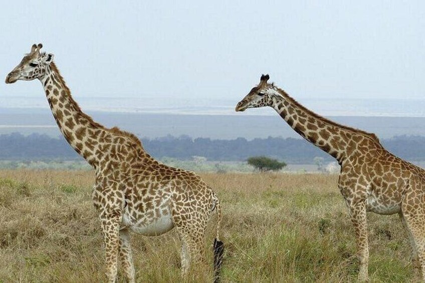 3 days masai mara safari from Nairobi 5