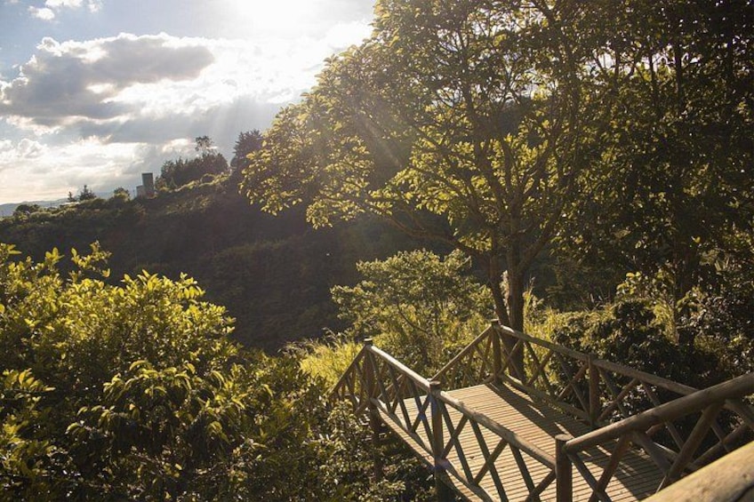 A wooden staircase leading up a hill, surrounded by lush greenery and trees. 5
