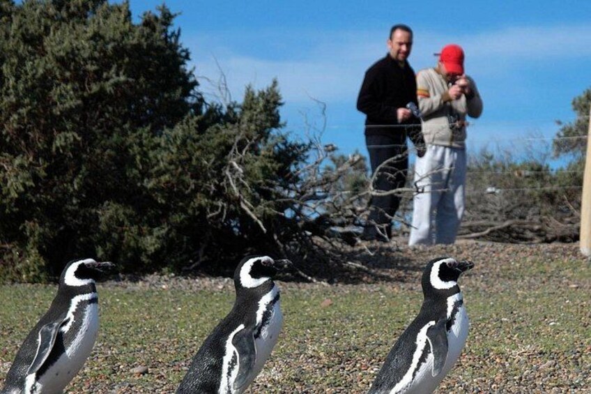 Pinguine auf einem kiesigen Untergrund, im Hintergrund eine Person. 5