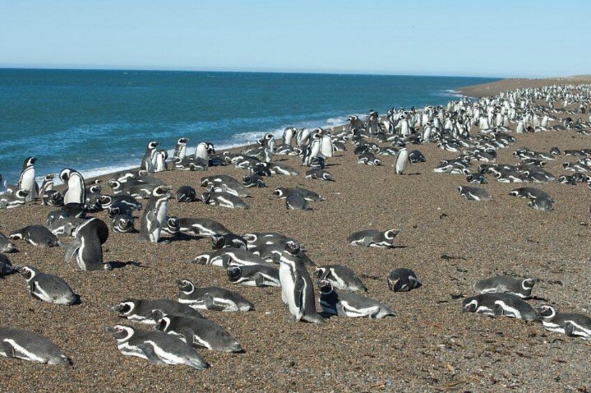 Ein Strand mit vielen verstreuten Pinguinen im Sand. 3
