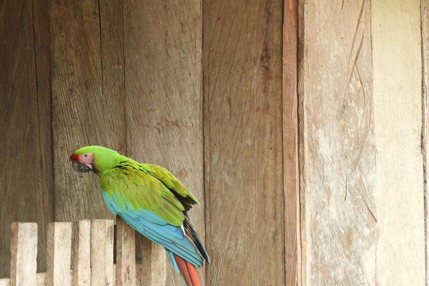 A green parrot with a red face perched on a wooden fence. 1
